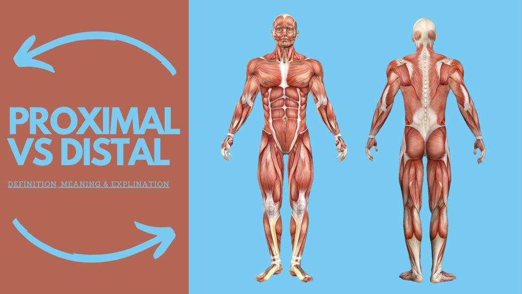 PROXIMAL VS DISTAL