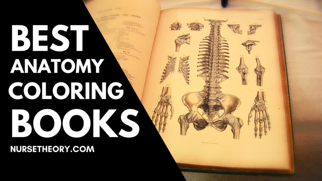 Download 8 Best Anatomy Coloring Books and Colored Pencil Set ...