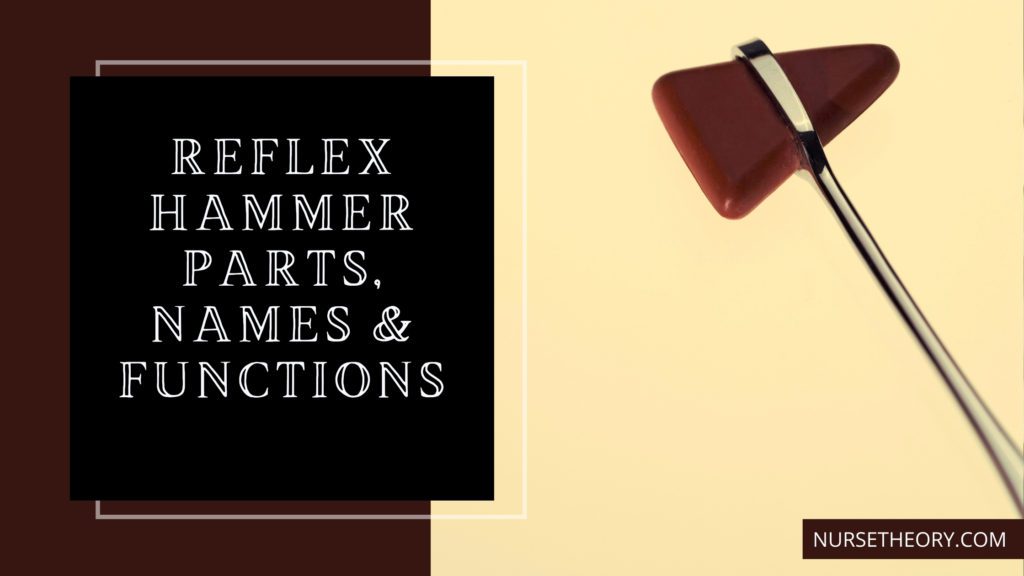 Reflex Hammer Parts, Names and Functions